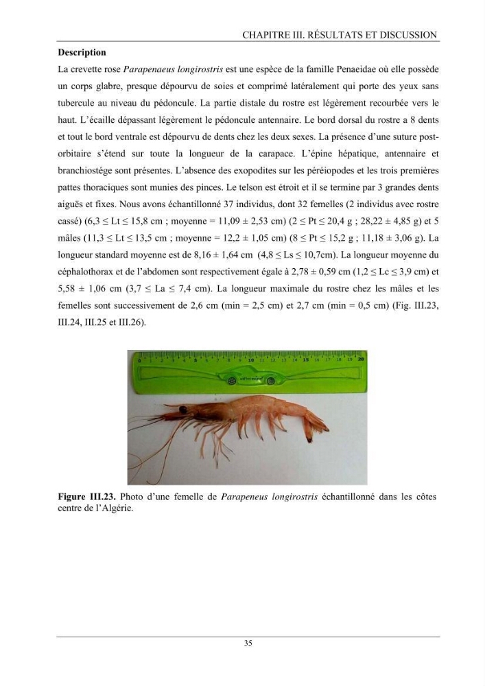 Contribution à l’inventaire des crevettes (Crustacea, Decapoda) dans la région centre du bassin Algérien:
