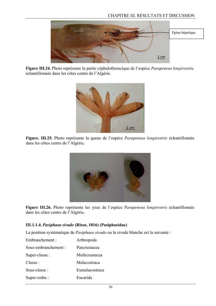 Contribution à l’inventaire des crevettes (Crustacea, Decapoda) dans la région centre du bassin Algérien: