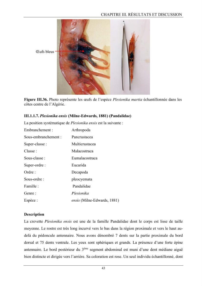 Contribution à l’inventaire des crevettes (Crustacea, Decapoda) dans la région centre du bassin Algérien: