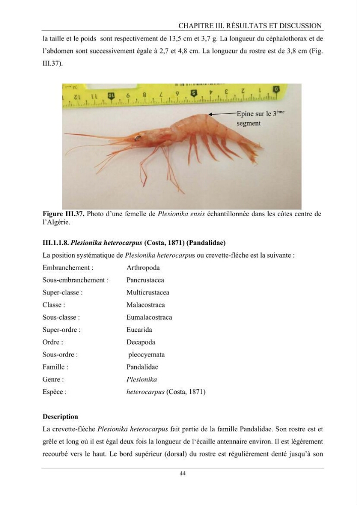 Contribution à l’inventaire des crevettes (Crustacea, Decapoda) dans la région centre du bassin Algérien: