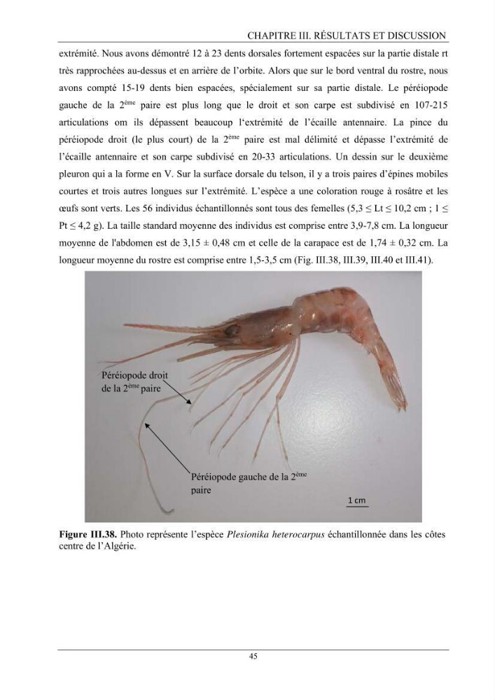 Contribution à l’inventaire des crevettes (Crustacea, Decapoda) dans la région centre du bassin Algérien: