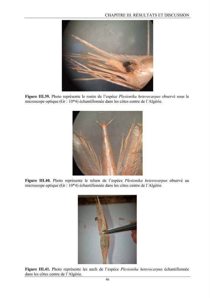 Contribution à l’inventaire des crevettes (Crustacea, Decapoda) dans la région centre du bassin Algérien: