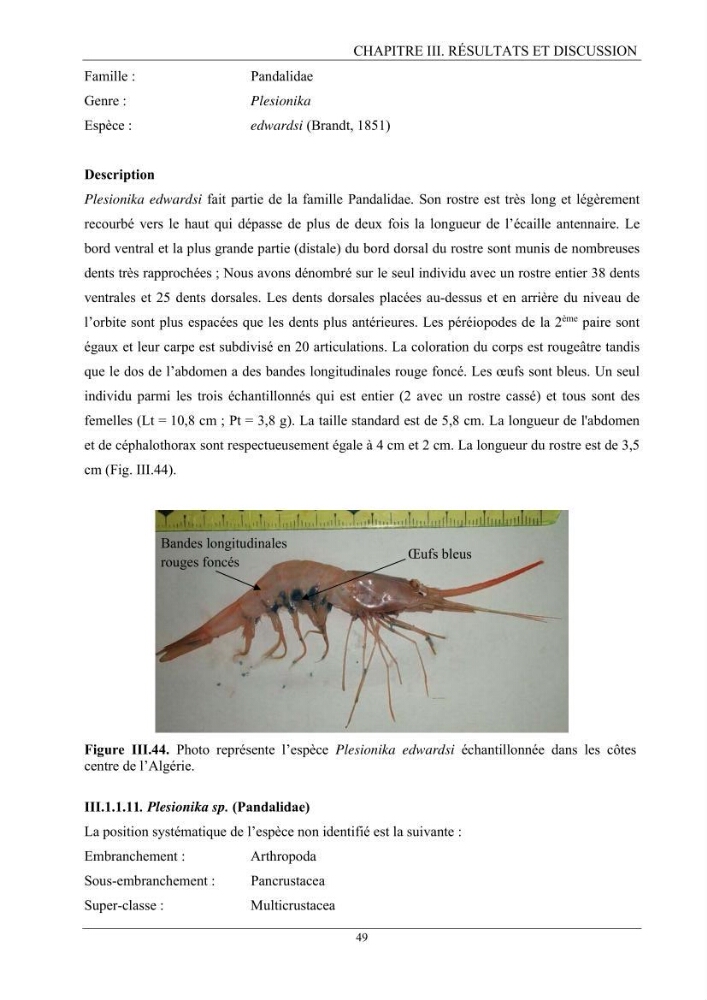Contribution à l’inventaire des crevettes (Crustacea, Decapoda) dans la région centre du bassin Algérien: