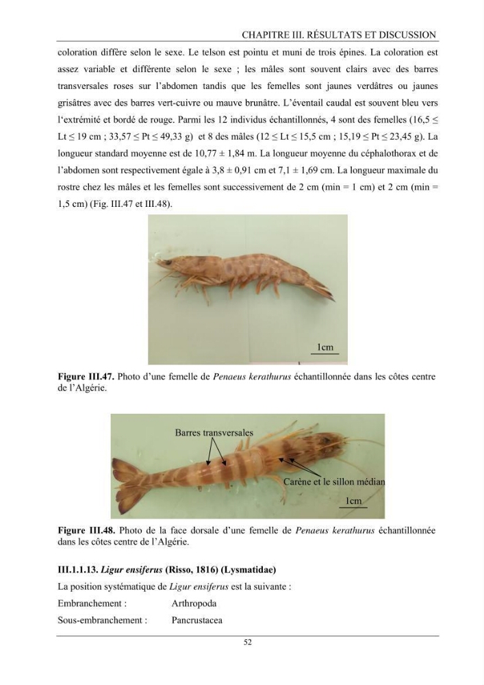 Contribution à l’inventaire des crevettes (Crustacea, Decapoda) dans la région centre du bassin Algérien: