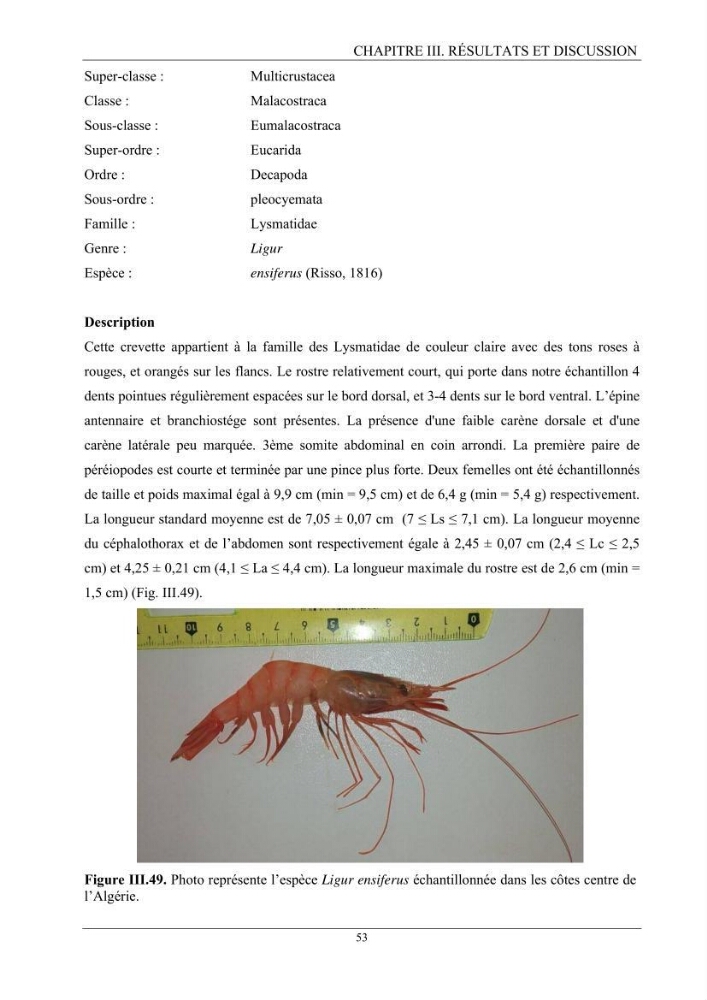 Contribution à l’inventaire des crevettes (Crustacea, Decapoda) dans la région centre du bassin Algérien: