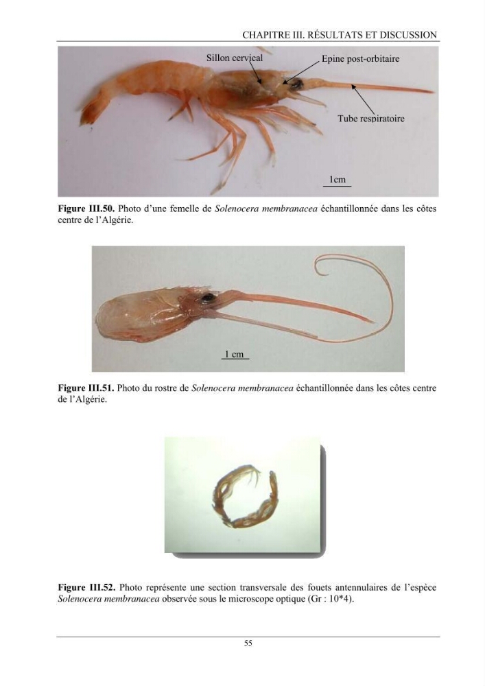 Contribution à l’inventaire des crevettes (Crustacea, Decapoda) dans la région centre du bassin Algérien: