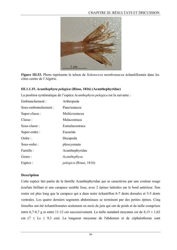 Contribution à l’inventaire des crevettes (Crustacea, Decapoda) dans la région centre du bassin Algérien: