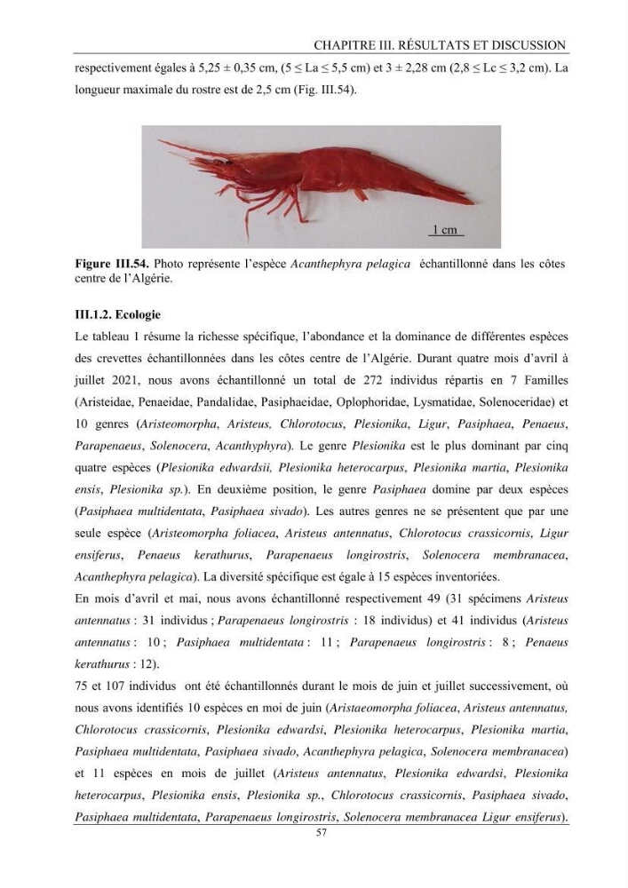 Contribution à l’inventaire des crevettes (Crustacea, Decapoda) dans la région centre du bassin Algérien: