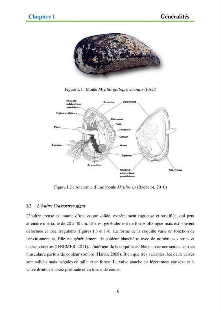 Identification des zones propices à héberger des filières conchylicoles par modélisation numérique et télédetection