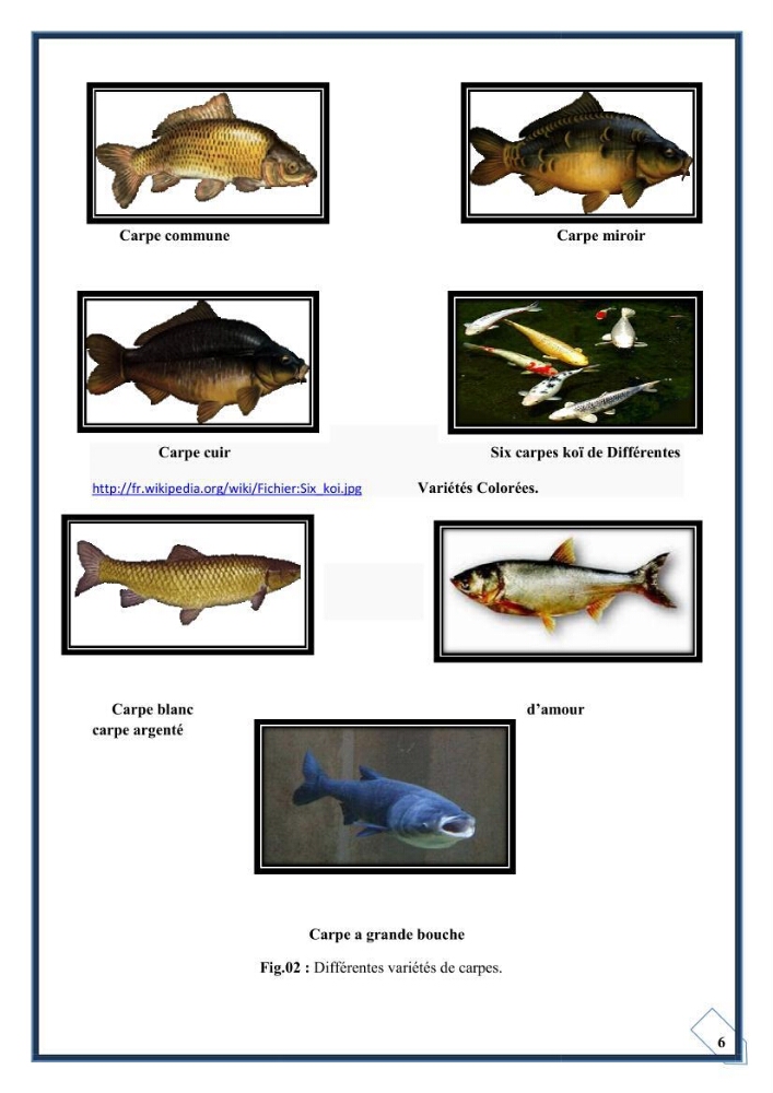 Reproduction artificielle de la carpe koi ( Cyprinus carpio carpio )