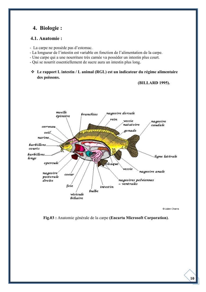 Reproduction artificielle de la carpe koi ( Cyprinus carpio carpio )