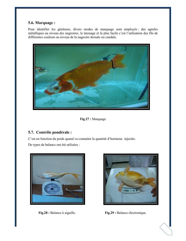 Reproduction artificielle de la carpe koi ( Cyprinus carpio carpio )