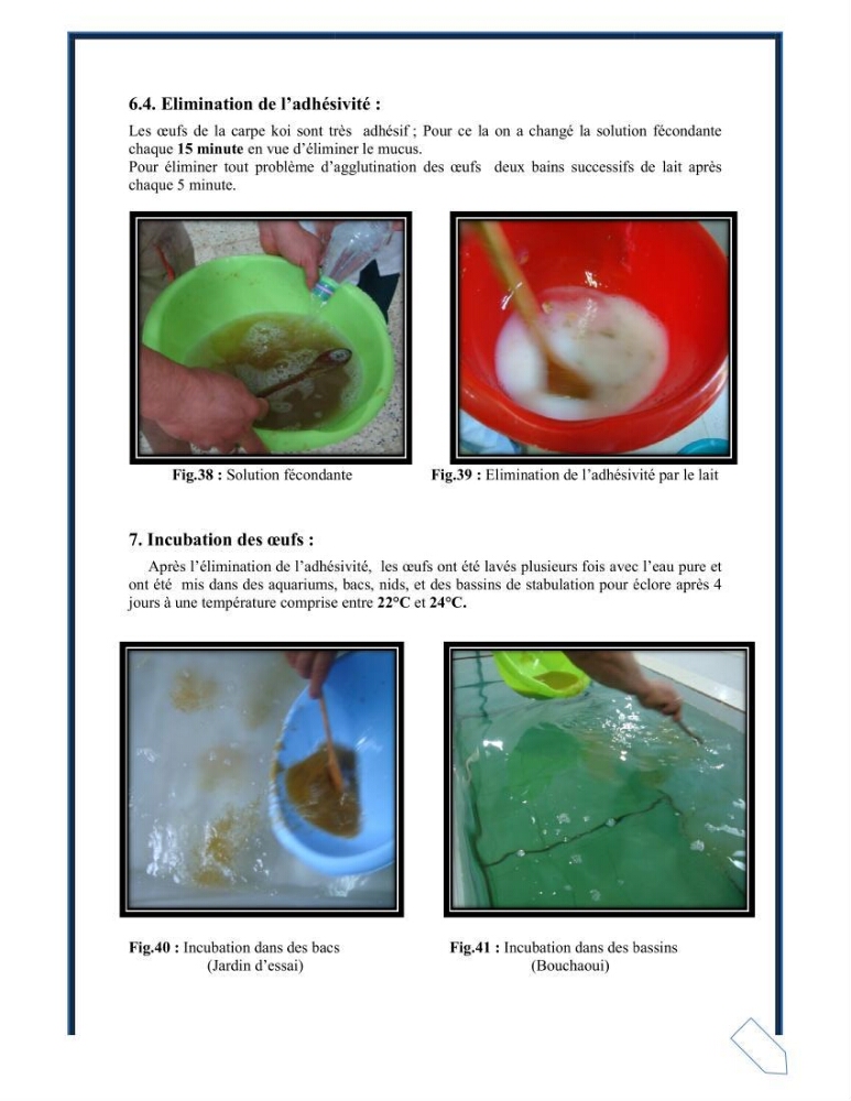 Reproduction artificielle de la carpe koi ( Cyprinus carpio carpio )