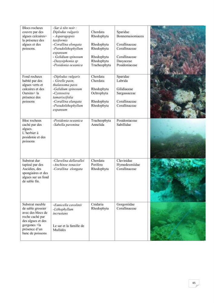 Contribution à la connaissance de la macrofaune benthique de l\'Anse de Kouali et mont Chenoua