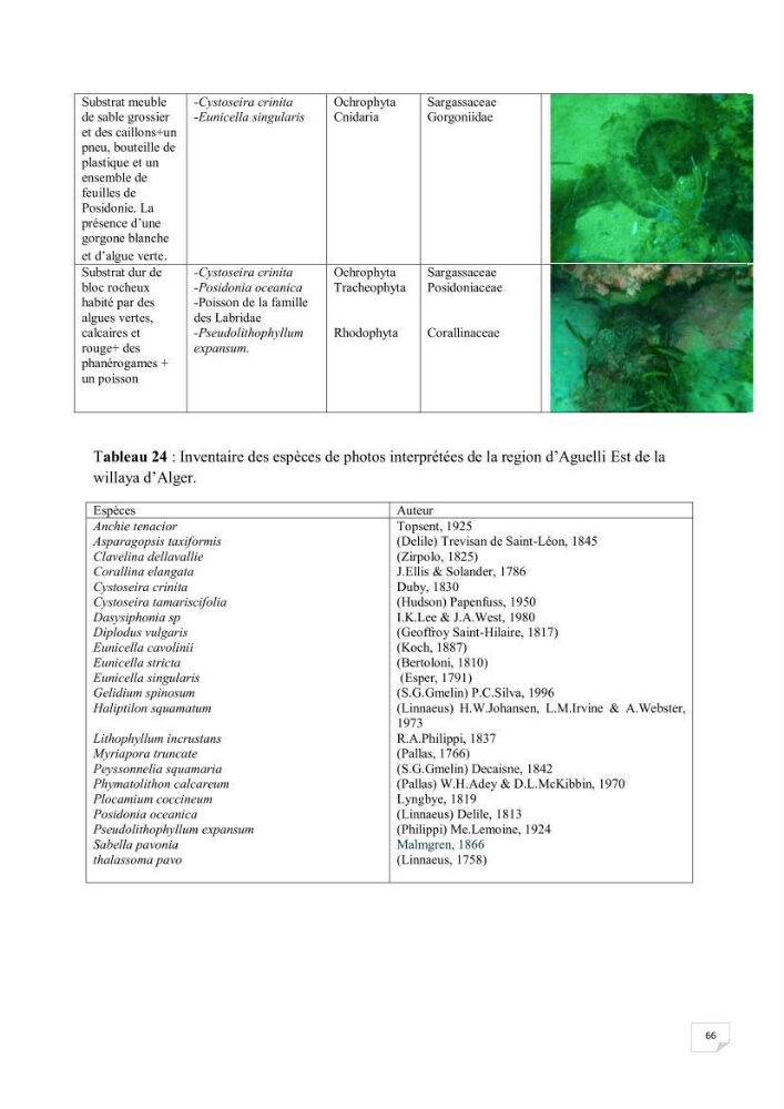 Contribution à la connaissance de la macrofaune benthique de l\'Anse de Kouali et mont Chenoua