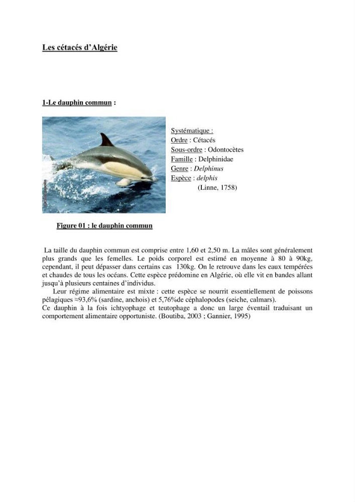 Impact de la déprédation des delphinidés et interaction pêcherie-cétacés le long des côtes algériennes