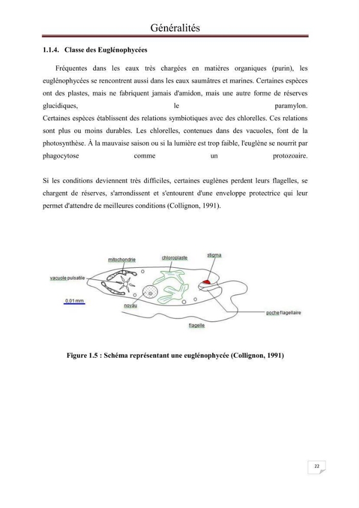 Contribution à l\'étude du phytoplancton nocif dans des zones confinées de la région d\'Alger( port et plage d\'Eldjamila,port et plage de Sidi fredj: