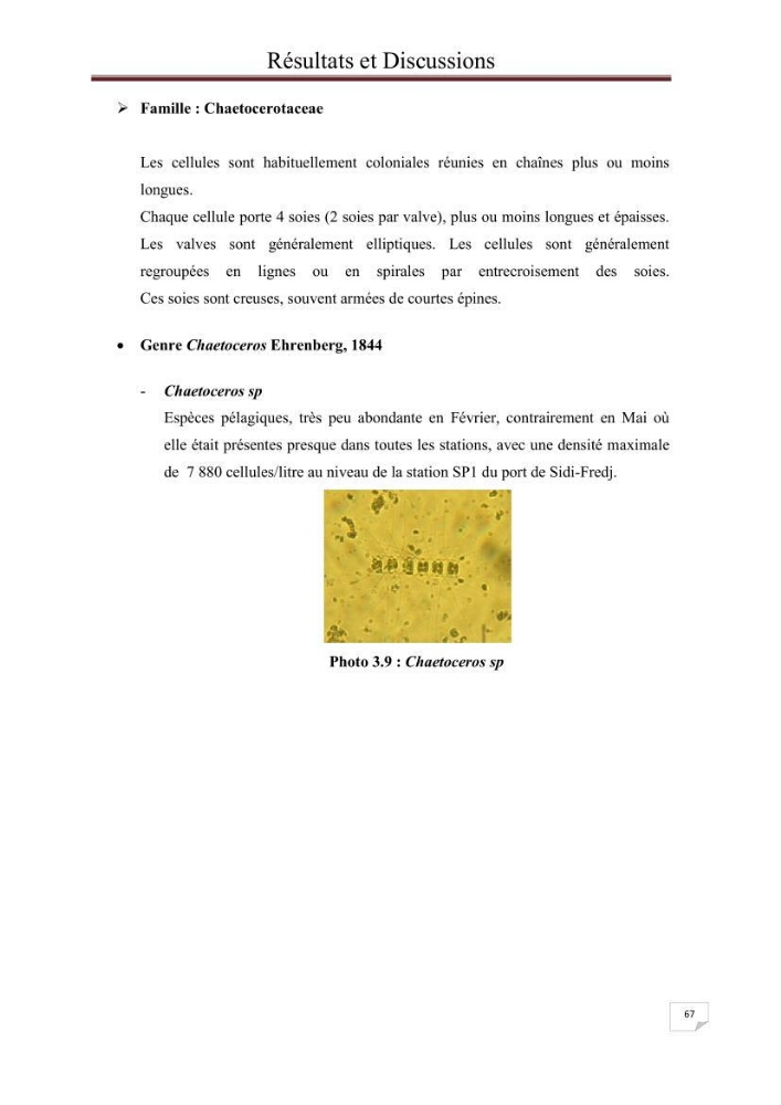 Contribution à l\'étude du phytoplancton nocif dans des zones confinées de la région d\'Alger( port et plage d\'Eldjamila,port et plage de Sidi fredj: