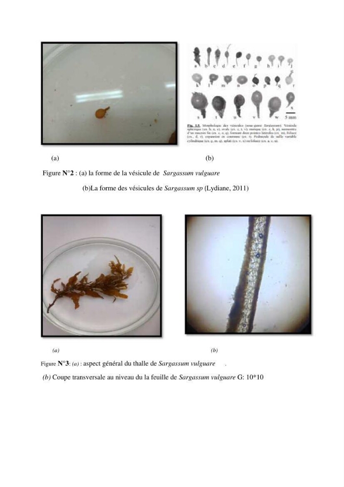 Extraction et identification des alginates à partir d’algues brunes aux possibilités alimentaires et pharmacologiques