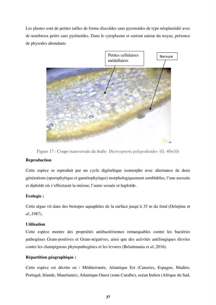 Biologie, écologie, systématique et valeurs nutritives de quelques algues marines de la côte Ouest d’Alger.