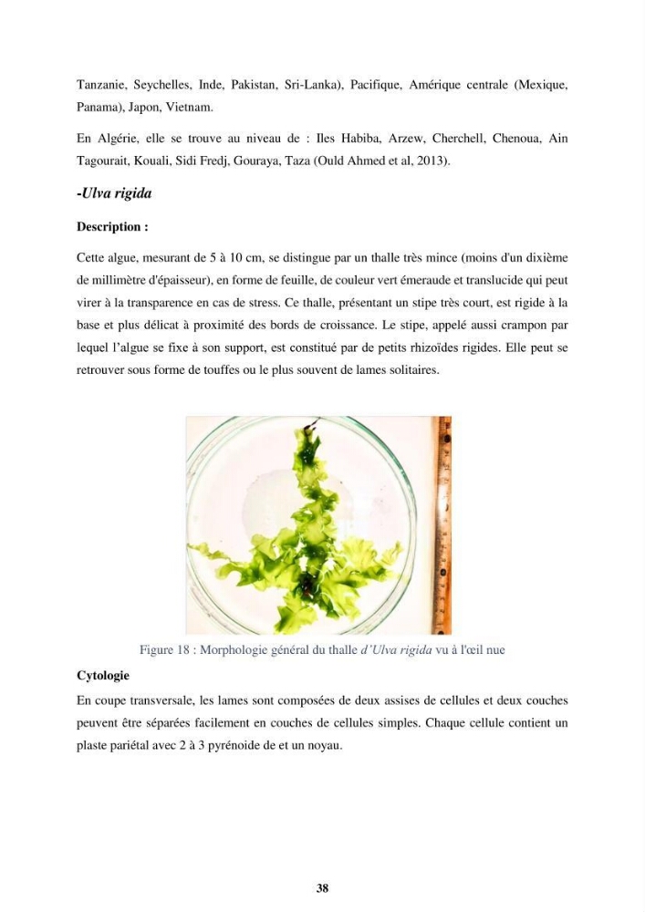 Biologie, écologie, systématique et valeurs nutritives de quelques algues marines de la côte Ouest d’Alger.