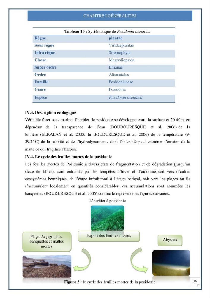 Décoloration de l’eau par adsorption sur une biomasse marine (Les aegagropiles de Posidonia oceanica)