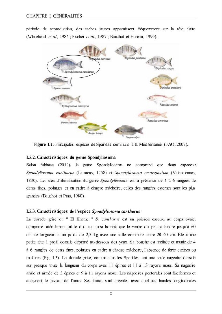 L’étude de la biométrie et du régime alimentaire de ladorade grise Spondyliosoma cantharus (Linnaeus, 1758) (Téléostéens, Sparidae) dans la région centre du bassin