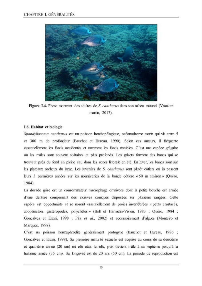 L’étude de la biométrie et du régime alimentaire de ladorade grise Spondyliosoma cantharus (Linnaeus, 1758) (Téléostéens, Sparidae) dans la région centre du bassin