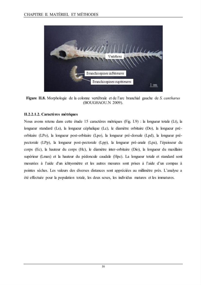 L’étude de la biométrie et du régime alimentaire de ladorade grise Spondyliosoma cantharus (Linnaeus, 1758) (Téléostéens, Sparidae) dans la région centre du bassin