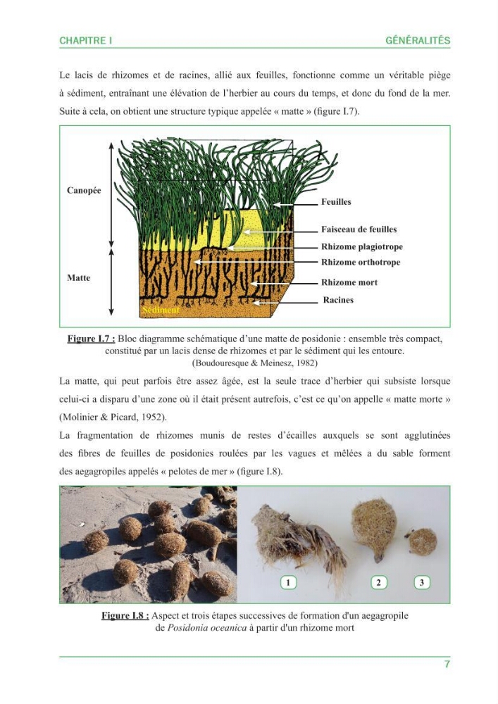 Contribution à l\'étude de l\'état écologique des herbiers à phanérogames marines ( Posidonia Oceanica ) : au niveau de la plage ouest de Sidi-Fredj