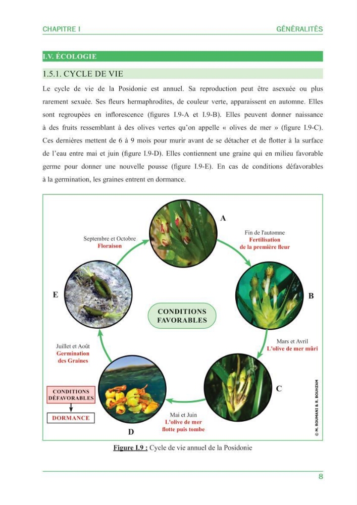 Contribution à l\'étude de l\'état écologique des herbiers à phanérogames marines ( Posidonia Oceanica ) : au niveau de la plage ouest de Sidi-Fredj