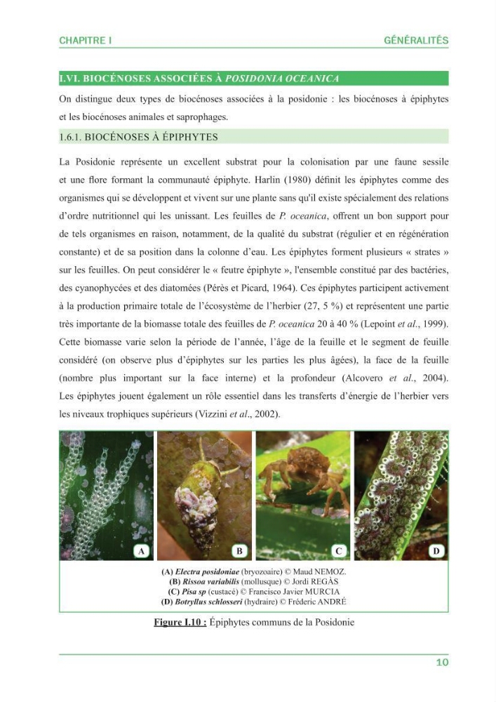 Contribution à l\'étude de l\'état écologique des herbiers à phanérogames marines ( Posidonia Oceanica ) : au niveau de la plage ouest de Sidi-Fredj
