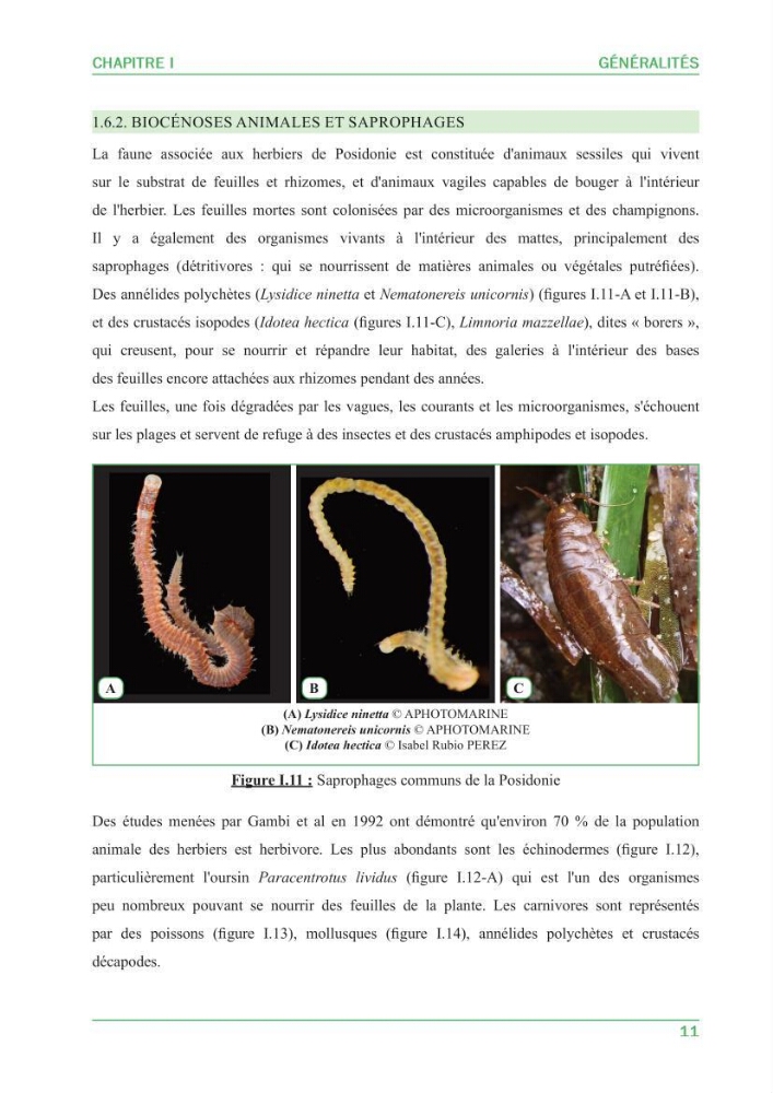 Contribution à l\'étude de l\'état écologique des herbiers à phanérogames marines ( Posidonia Oceanica ) : au niveau de la plage ouest de Sidi-Fredj