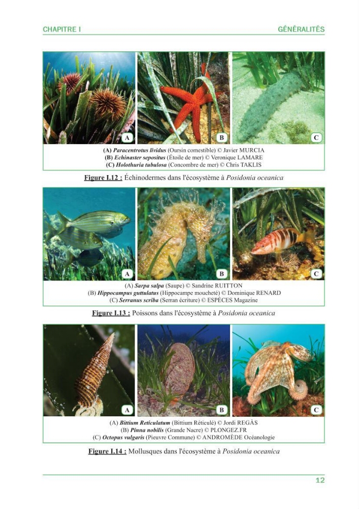 Contribution à l\'étude de l\'état écologique des herbiers à phanérogames marines ( Posidonia Oceanica ) : au niveau de la plage ouest de Sidi-Fredj