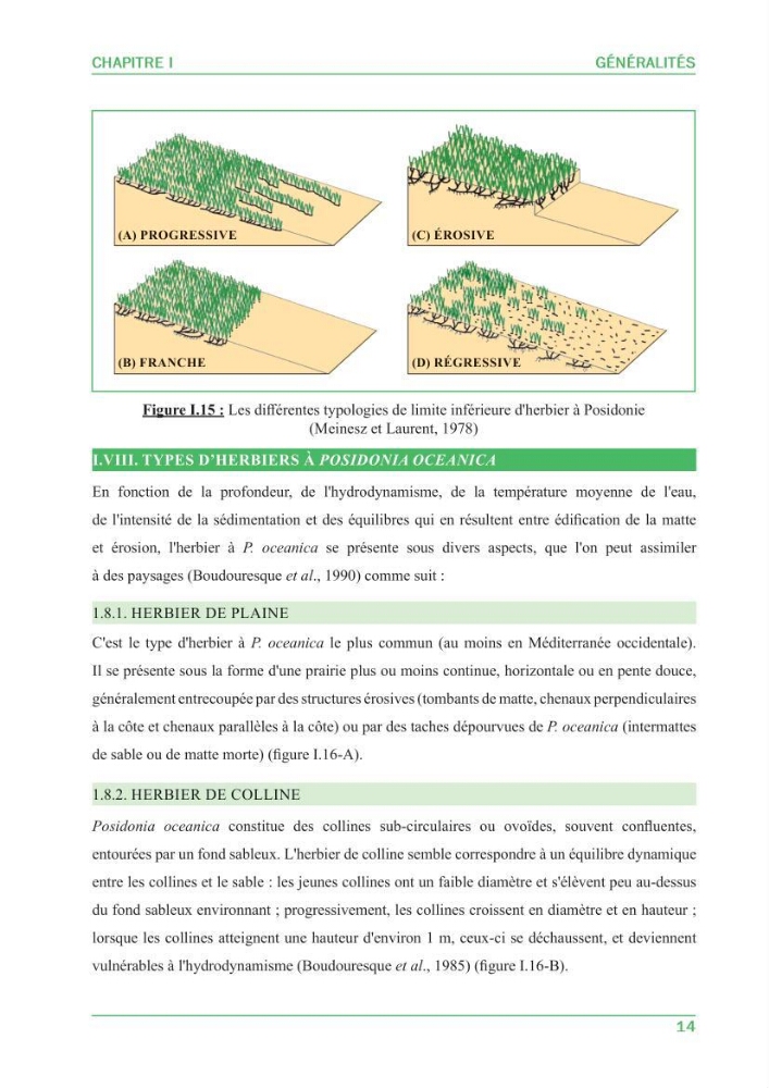 Contribution à l\'étude de l\'état écologique des herbiers à phanérogames marines ( Posidonia Oceanica ) : au niveau de la plage ouest de Sidi-Fredj