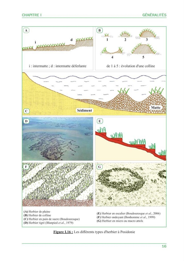 Contribution à l\'étude de l\'état écologique des herbiers à phanérogames marines ( Posidonia Oceanica ) : au niveau de la plage ouest de Sidi-Fredj