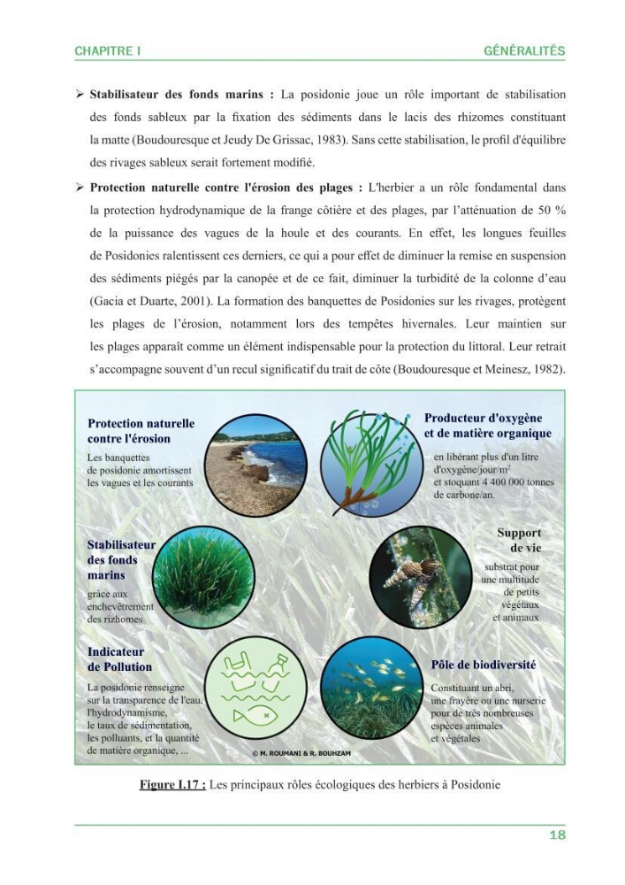 Contribution à l\'étude de l\'état écologique des herbiers à phanérogames marines ( Posidonia Oceanica ) : au niveau de la plage ouest de Sidi-Fredj