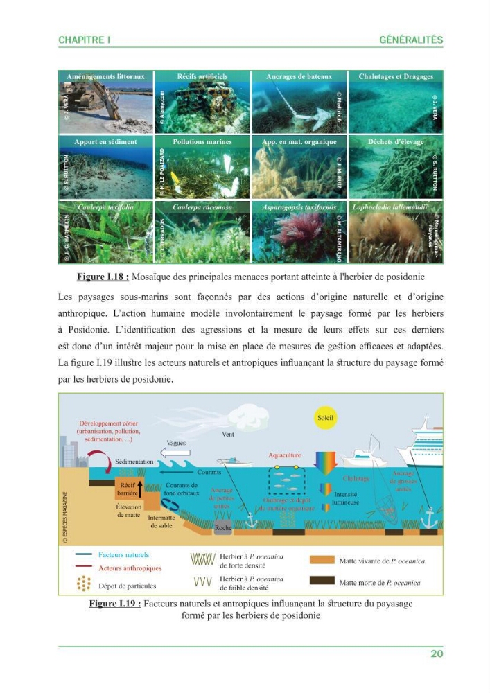 Contribution à l\'étude de l\'état écologique des herbiers à phanérogames marines ( Posidonia Oceanica ) : au niveau de la plage ouest de Sidi-Fredj
