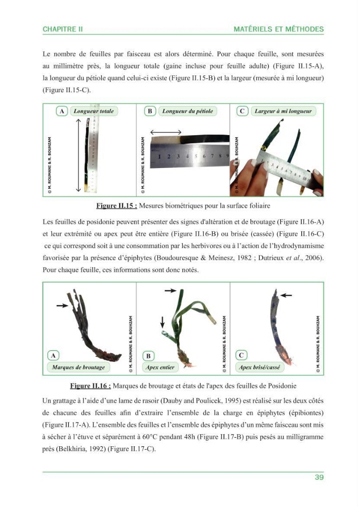 Contribution à l\'étude de l\'état écologique des herbiers à phanérogames marines ( Posidonia Oceanica ) : au niveau de la plage ouest de Sidi-Fredj