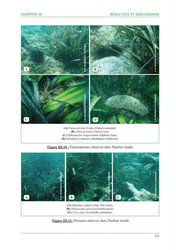 Contribution à l\'étude de l\'état écologique des herbiers à phanérogames marines ( Posidonia Oceanica ) : au niveau de la plage ouest de Sidi-Fredj