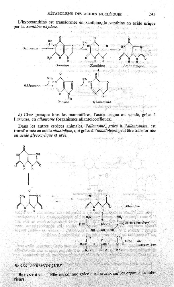  Uree——uc
,
-
,
BASESP YRIMIDIUES
»
ACIDES
…
291
9
.
'
',
_
_
..
'
,
L hypoxan_t_hme
est
par la xanthme—oxydase.
'
,
__
'
"
'
,
Ô "
,
Rib
.
NH
-
'
'
'
"“
HN ., 7
N
Îlfî‘,f
N
.
_Guanosine
' J
l ’cfî-‘l
—->
HN
'
NH
-
H2NNN
'
‘Hi
HH“? '. ‘
HH
NH2
Rib
_
,
,
HN
N
H_N
N
,
.
Aaénosme
\
\
\… |
"
.
N
:'I‘ , ,ÎÏÇÎi,.jÎÏLÏ,Ï.ÏËÉÏ _…N,.,
-
î
,
,
.
RÎb
_
,
.
Inos_ine
HYpoxanihîhé '
_
f
_
'
b) Chez presque tous les mammifères, l’acide mique est sçindé, grâce à
l’uricase, en allant0îne (organismesallantczïcotélïç_uæ);
—_ ,
__;
,_—
'
,
_
’
Dans les autres espèces
est
transformée en acide allanto_îque, ,qui grâce
en acide glycoxylique et
_
»
—
HN
\
NH
_
,
0
N
N
0
*
_j _Ï_
,,
:,jÏÏ
-
,
,
'—————,h
?:
_»
<
.
‘
—
—
_.
_
‘
«
)\
,
.
,.
…
“,.—_
)\
'
‘
'
0
N
O.
—0_—
1N.«_— N °
_,
un o_1ne
.
.»;.,
H_… H
__
,H.H‘
«
,
.
'
|
_
“
,
‘
’
'
![ Uree——uc
,
-
,
BASESP YRIMIDIUES
![