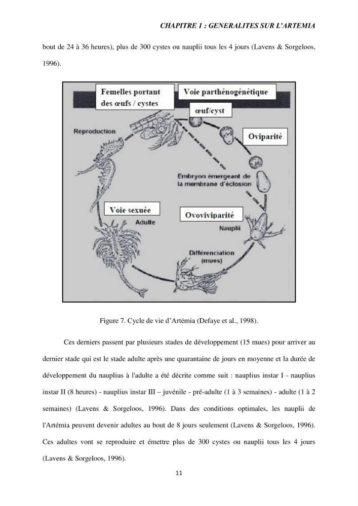Etude de la croissance d\'Artémia dans differente conditions d\'aliments