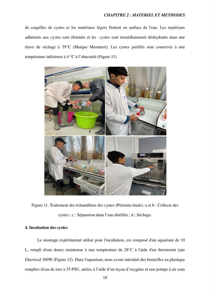 Etude de la croissance d\'Artémia dans differente conditions d\'aliments