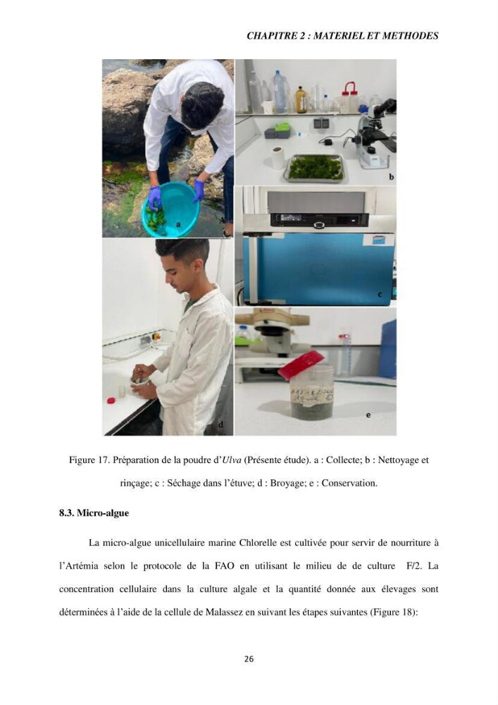 Etude de la croissance d\'Artémia dans differente conditions d\'aliments