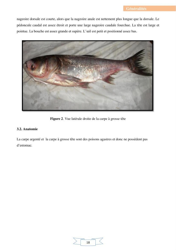 Reproduction artificielle et alevinage des carpes chinoises Hypophthalmichtys molitrix ( Valencienne, 1844) et Aristichtys nobilis (Richardson,1845).: