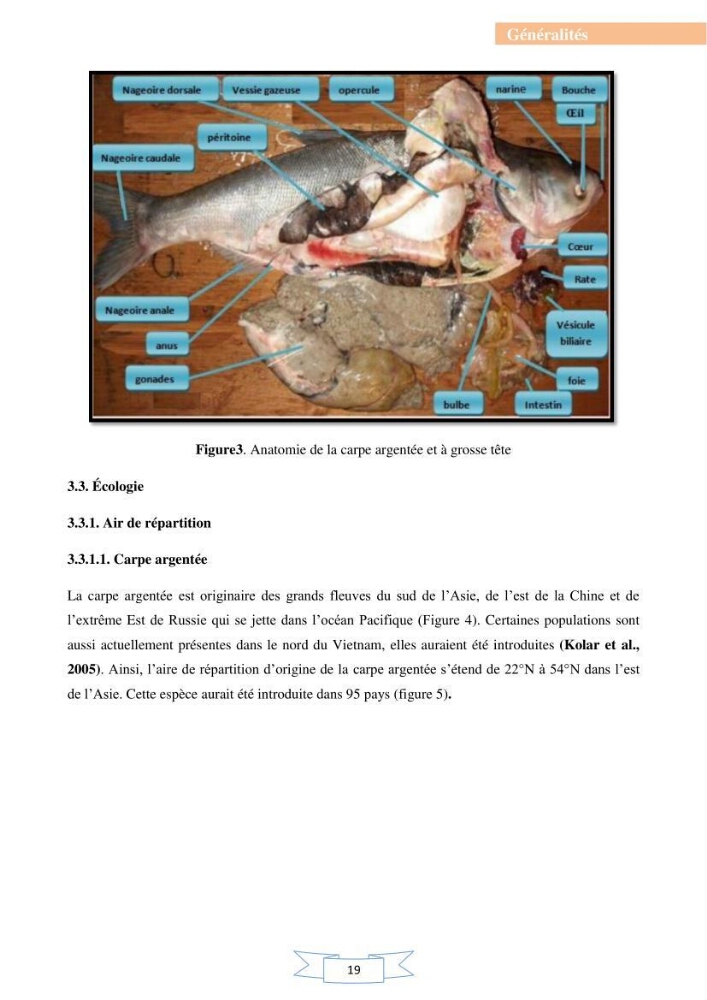 Reproduction artificielle et alevinage des carpes chinoises Hypophthalmichtys molitrix ( Valencienne, 1844) et Aristichtys nobilis (Richardson,1845).: