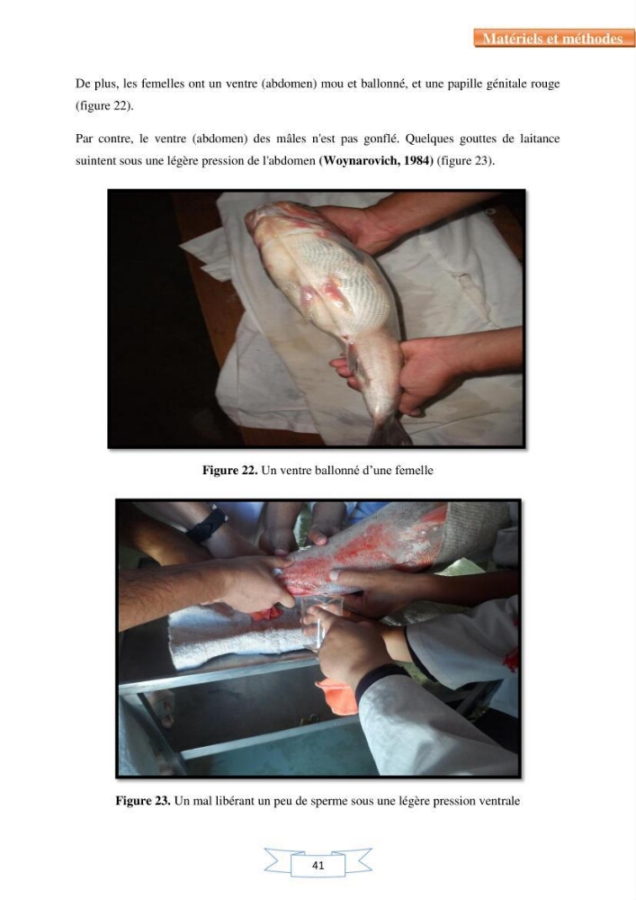 Reproduction artificielle et alevinage des carpes chinoises Hypophthalmichtys molitrix ( Valencienne, 1844) et Aristichtys nobilis (Richardson,1845).:
