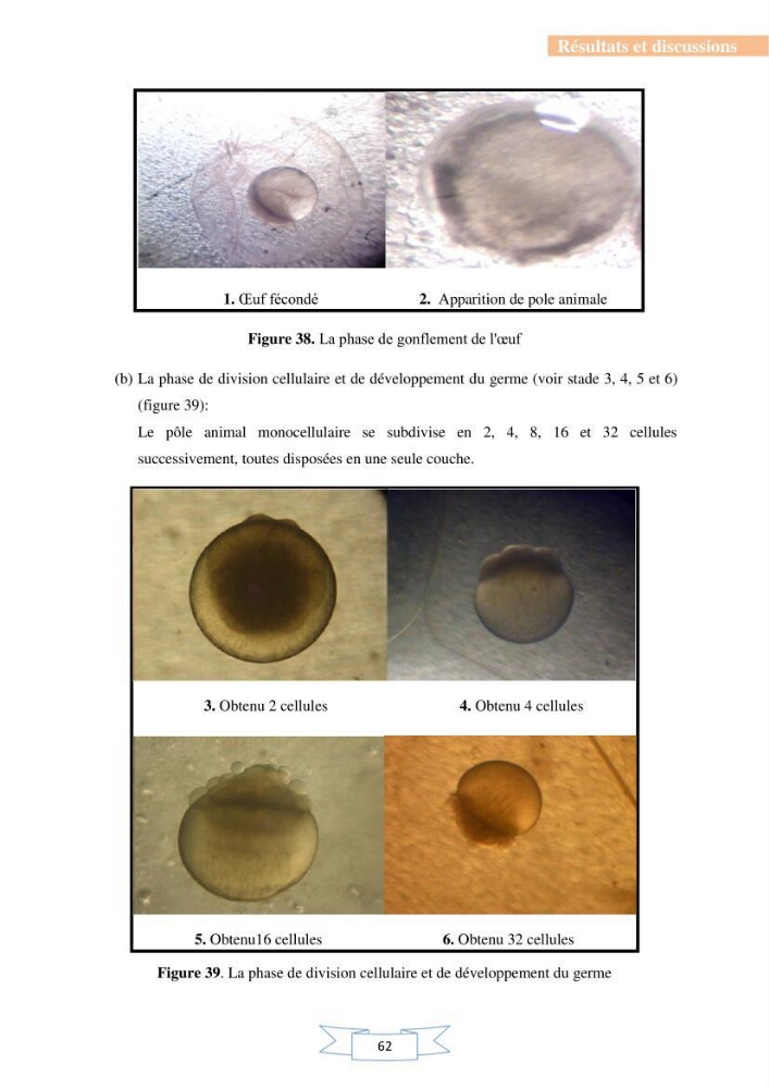 Reproduction artificielle et alevinage des carpes chinoises Hypophthalmichtys molitrix ( Valencienne, 1844) et Aristichtys nobilis (Richardson,1845).: