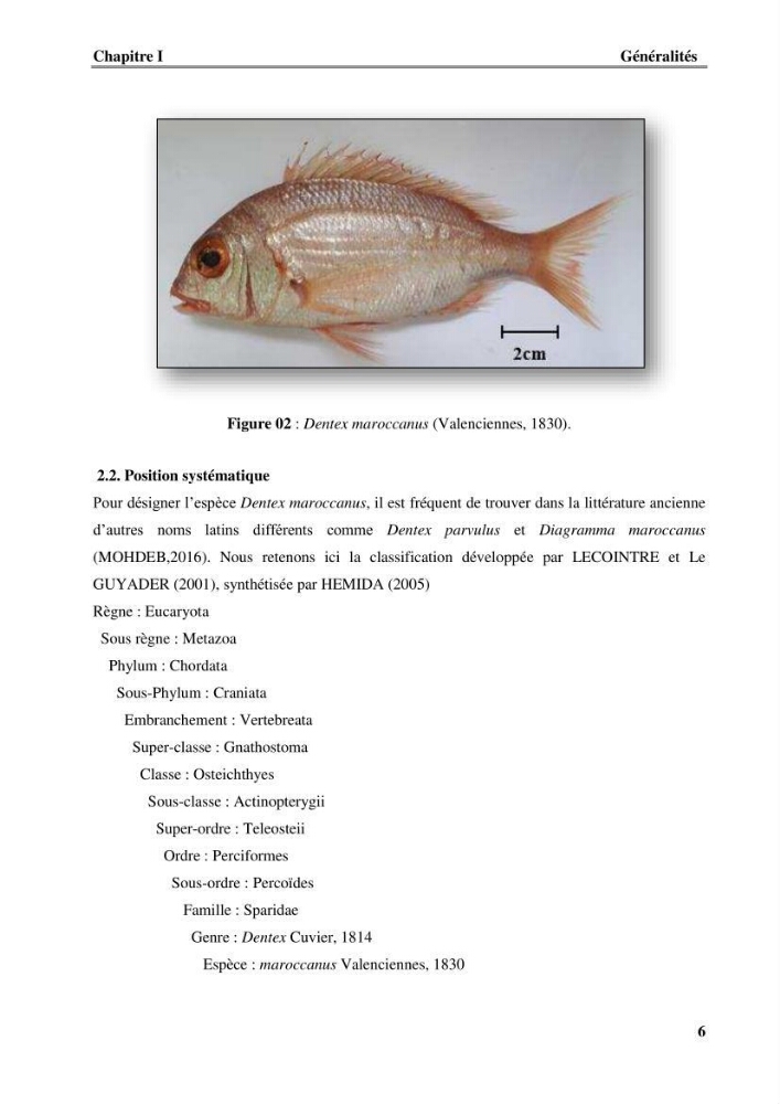 Contribution à l\'étude du comportement de dentex maroccanus (Osteichthyens, Sparidae) : Répartitions, communautés caractéristiques et régime alimentaire