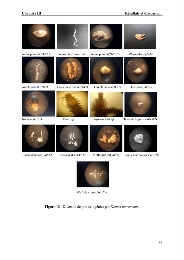 Contribution à l\'étude du comportement de dentex maroccanus (Osteichthyens, Sparidae) : Répartitions, communautés caractéristiques et régime alimentaire